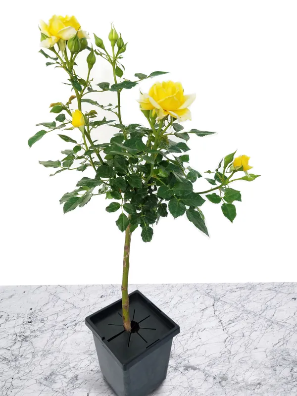 Most_Gorgeous_Yellow_Rose_Climbing_Flower_Plant_For_Shrub/Bush/Sweet_Home_Garden_Hybrid_Yellow_Rose_Plant_(Grafted,_Pack_Of_1)