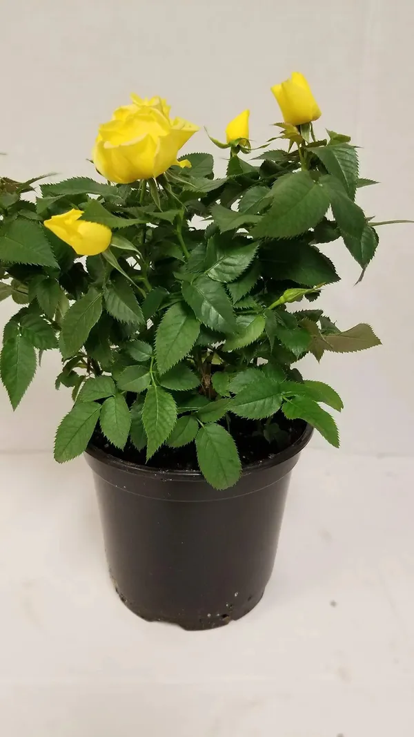 Most_Gorgeous_Yellow_Rose_Climbing_Flower_Plant_For_Shrub/Bush/Sweet_Home_Garden_Hybrid_Yellow_Rose_Plant_(Grafted,_Pack_Of_1)