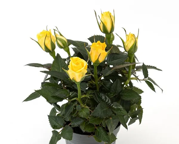 Most_Gorgeous_Yellow_Rose_Climbing_Flower_Plant_For_Shrub/Bush/Sweet_Home_Garden_Hybrid_Yellow_Rose_Plant_(Grafted,_Pack_Of_1)