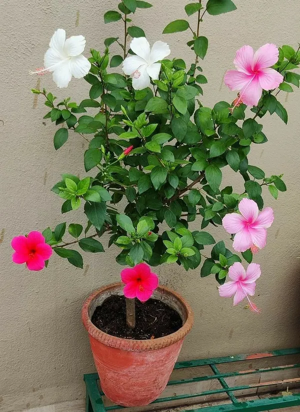 Multicolor_Hibiscus_Flowering_Plant_&_Tree_(1.5-3.5_Ft_Height)_For_Enhance_Your_Home_Garden_Beauty,_Pack_Of_1