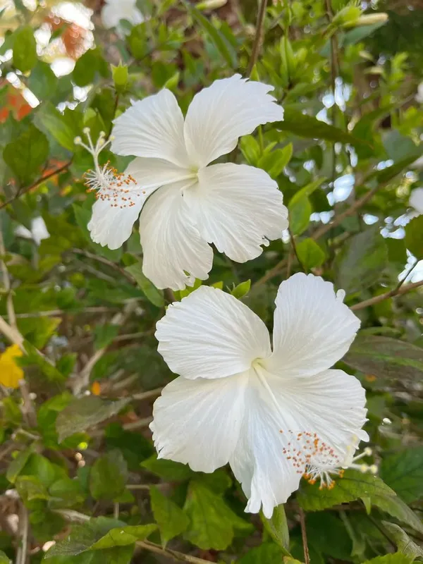 Multicolor_Hibiscus_Flowering_Plant_&_Tree_(1.5-3.5_Ft_Height)_For_Enhance_Your_Home_Garden_Beauty,_Pack_Of_1