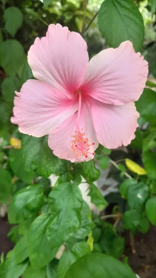 Multicolor_Hibiscus_Flowering_Plant_&_Tree_(1.5-3.5_Ft_Height)_For_Enhance_Your_Home_Garden_Beauty,_Pack_Of_1