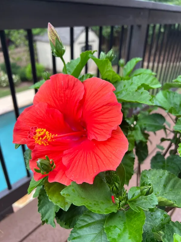 Multicolor_Hibiscus_Flowering_Plant_&_Tree_(1.5-3.5_Ft_Height)_For_Enhance_Your_Home_Garden_Beauty,_Pack_Of_1