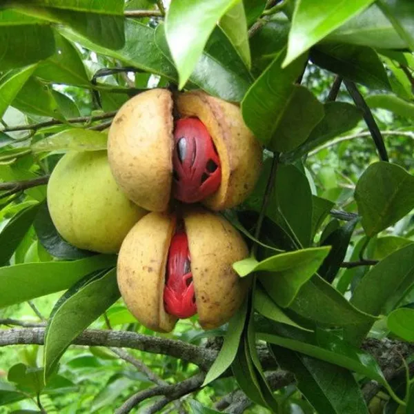 Myristica_Fragrans_Jhaifal/Jayaphal_Spice_Plant_&_Tree_(1.5-3.5_Ft_Height)_For_Home_Garden_||_Pack_Of_1_||