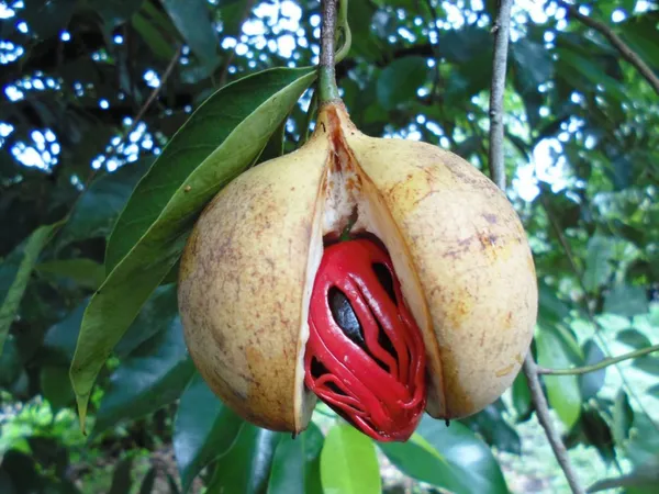 Myristica_Fragrans_Jhaifal/Jayaphal_Spice_Plant_&_Tree_(1.5-3.5_Ft_Height)_For_Home_Garden_||_Pack_Of_1_||