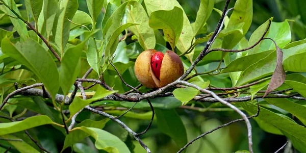 Myristica_Fragrans_Jhaifal/Jayaphal_Spice_Plant_&_Tree_(1.5-3.5_Ft_Height)_For_Home_Garden_||_Pack_Of_1_||