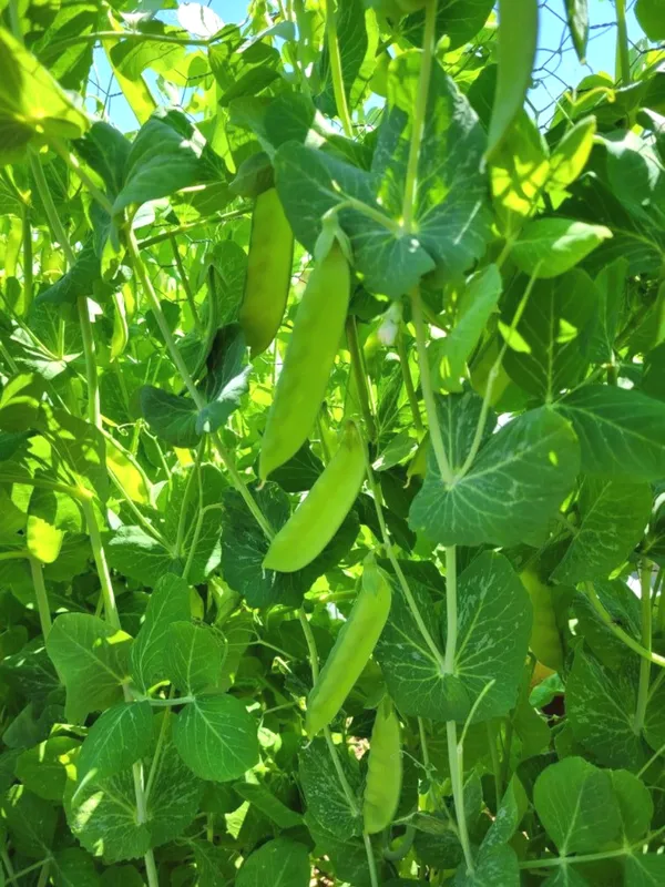 Greenery_Nursery®_Snow_Peas_Healthy_Vegetable_Seeds_(20-40_Pieces)_For_Home_Garden,_Pack_Of_1
