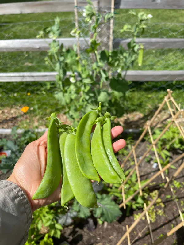 Greenery_Nursery®_Snow_Peas_Healthy_Vegetable_Seeds_(20-40_Pieces)_For_Home_Garden,_Pack_Of_1