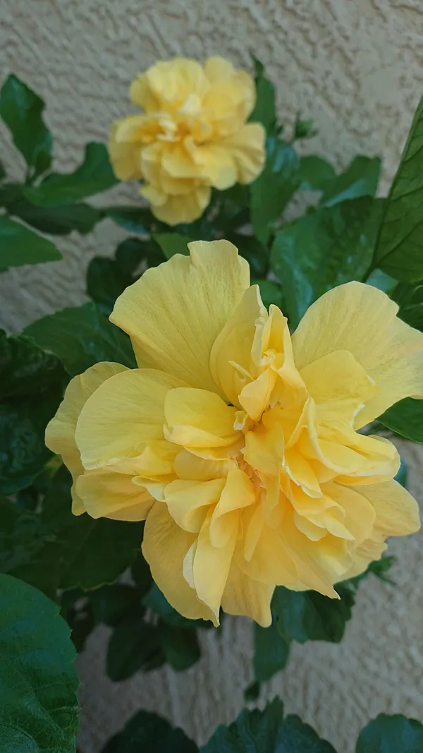 All_Season_Gardens_(Light_Yellow_)_Rare_Hibiscus_Double_Decker_Flower_Plant