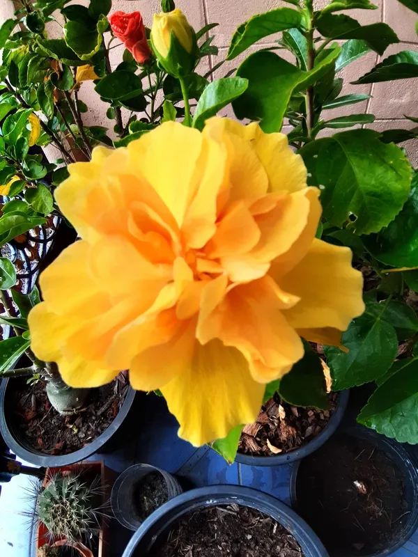 All_Season_Gardens_(Light_Yellow_)_Rare_Hibiscus_Double_Decker_Flower_Plant