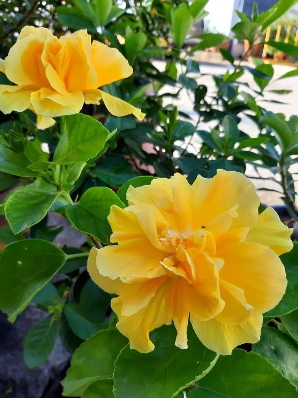 All_Season_Gardens_(Light_Yellow_)_Rare_Hibiscus_Double_Decker_Flower_Plant