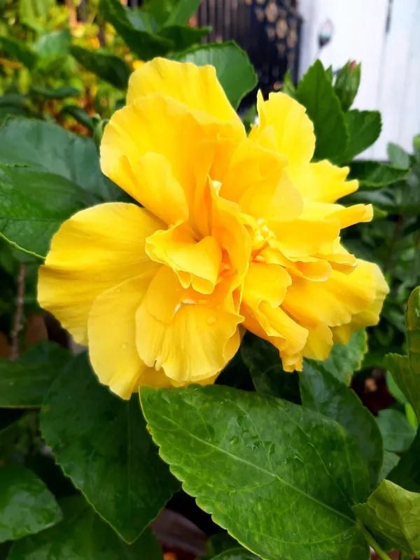 All_Season_Gardens_(Light_Yellow_)_Rare_Hibiscus_Double_Decker_Flower_Plant
