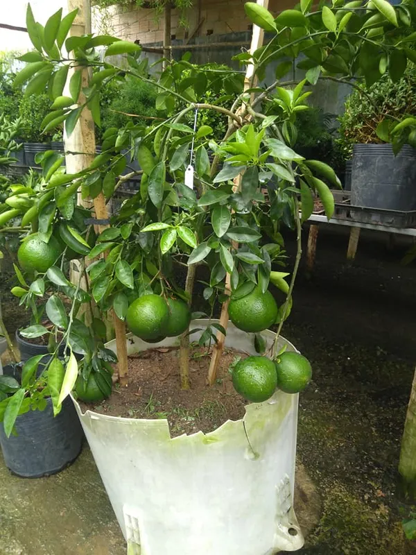 Nagpur_Orange_Healthy_Fruit_Plant_&_Tree_For_Home_Garden_(1.5-3.5_Ft_Hight)_Well_Watered_Nagpur_Orange_Plant_(Hybrid,_Pack_Of_1)