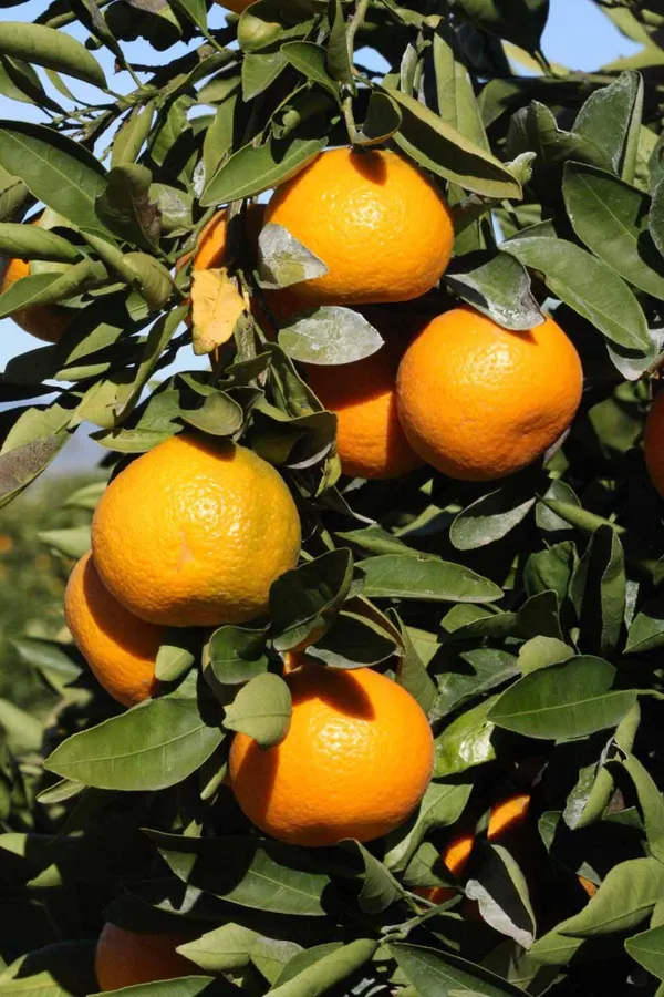 Nagpur_Orange_Healthy_Fruit_Plant_&_Tree_For_Home_Garden_(1.5-3.5_Ft_Hight)_Well_Watered_Nagpur_Orange_Plant_(Hybrid,_Pack_Of_1)