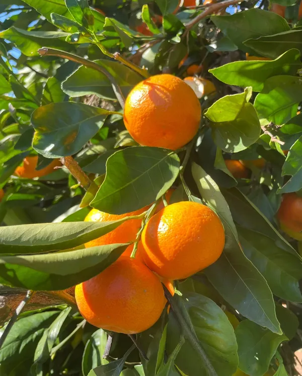 Nagpur_Orange_Healthy_Fruit_Plant_&_Tree_For_Home_Garden_(1.5-3.5_Ft_Hight)_Well_Watered_Nagpur_Orange_Plant_(Hybrid,_Pack_Of_1)