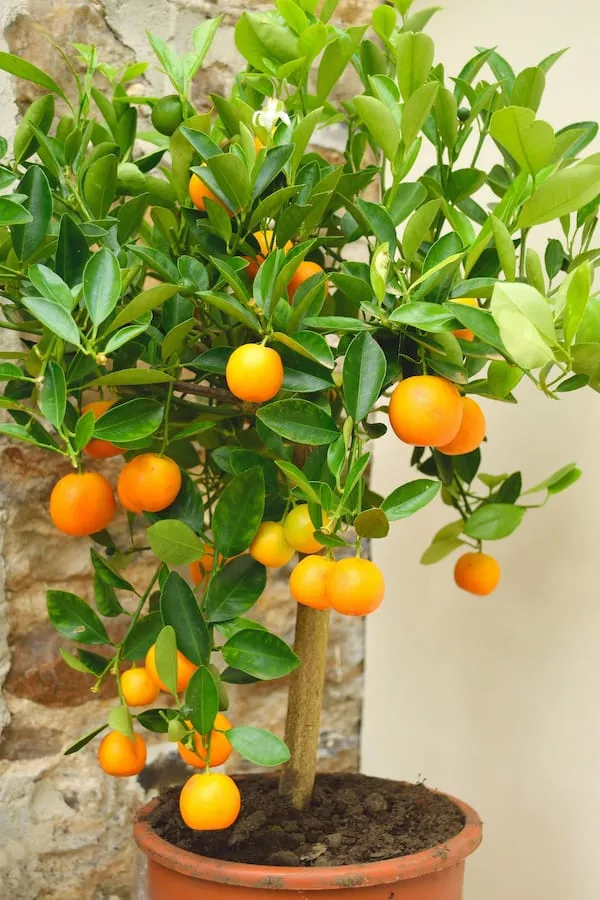 Nagpur_Orange_Healthy_Fruit_Plant_&_Tree_For_Home_Garden_(1.5-3.5_Ft_Hight)_Well_Watered_Nagpur_Orange_Plant_(Hybrid,_Pack_Of_1)