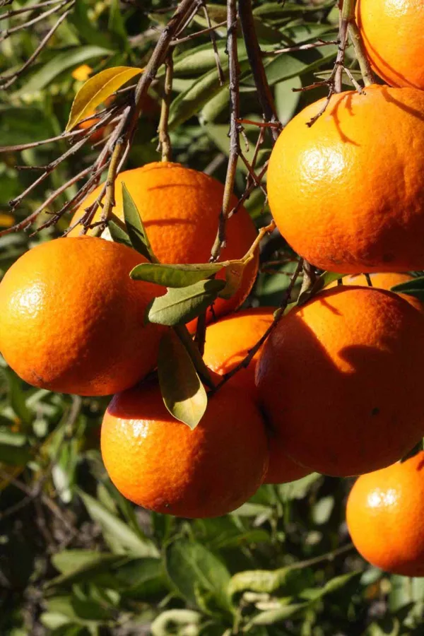 Nagpur_Orange_Healthy_Fruit_Plant_&_Tree_For_Home_Garden_(1.5-3.5_Ft_Hight)_Well_Watered_Nagpur_Orange_Plant_(Hybrid,_Pack_Of_1)