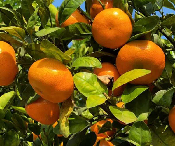 Nagpur_Orange_Healthy_Fruit_Plant_&_Tree_For_Home_Garden_(1.5-3.5_Ft_Hight)_Well_Watered_Nagpur_Orange_Plant_(Hybrid,_Pack_Of_1)