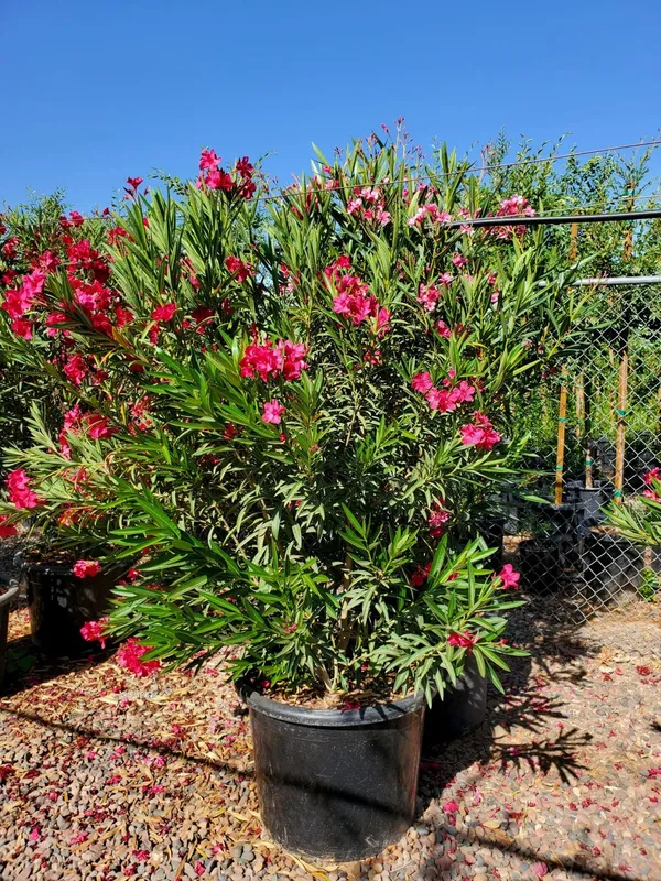 Nerium_Oleander_(Red)_Flowering_Plant_&_Tree_For_Shrub/Bush/Home_Garden_(1.5-3.5_Ft_Height)_Pack_Of_1