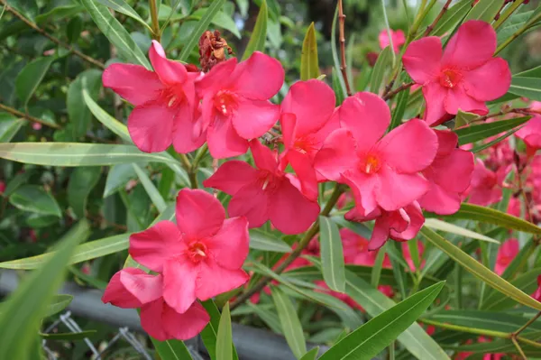 Nerium_Oleander_(Red)_Flowering_Plant_&_Tree_For_Shrub/Bush/Home_Garden_(1.5-3.5_Ft_Height)_Pack_Of_1