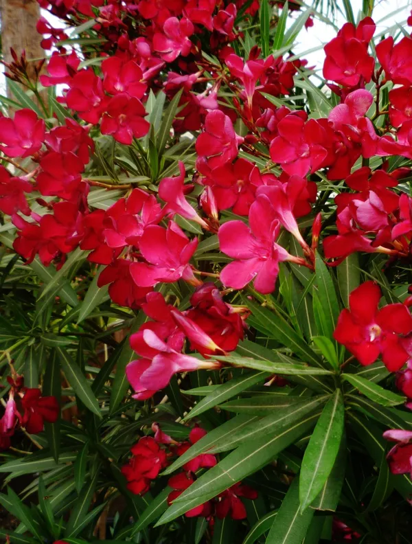 Nerium_Oleander_(Red)_Flowering_Plant_&_Tree_For_Shrub/Bush/Home_Garden_(1.5-3.5_Ft_Height)_Pack_Of_1