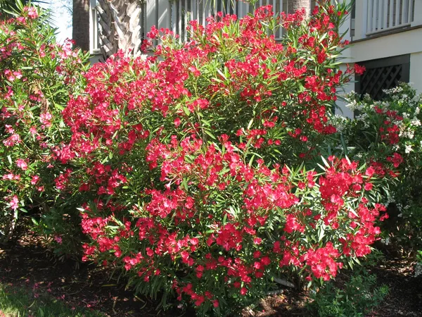 Nerium_Oleander_(Red)_Flowering_Plant_&_Tree_For_Shrub/Bush/Home_Garden_(1.5-3.5_Ft_Height)_Pack_Of_1