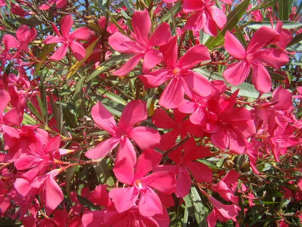 Nerium_Oleander_(Red)_Flowering_Plant_&_Tree_For_Shrub/Bush/Home_Garden_(1.5-3.5_Ft_Height)_Pack_Of_1