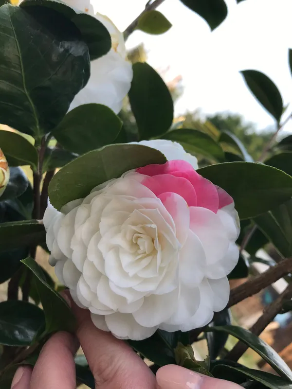 Premium_White_&_Red_Unick_Variety_Camellia_(Grafted)_Flower_Plant_For_Home_Garden_(Pack_Of_1)