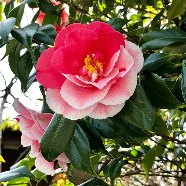 Premium_White_&_Red_Unick_Variety_Camellia_(Grafted)_Flower_Plant_For_Home_Garden_(Pack_Of_1)