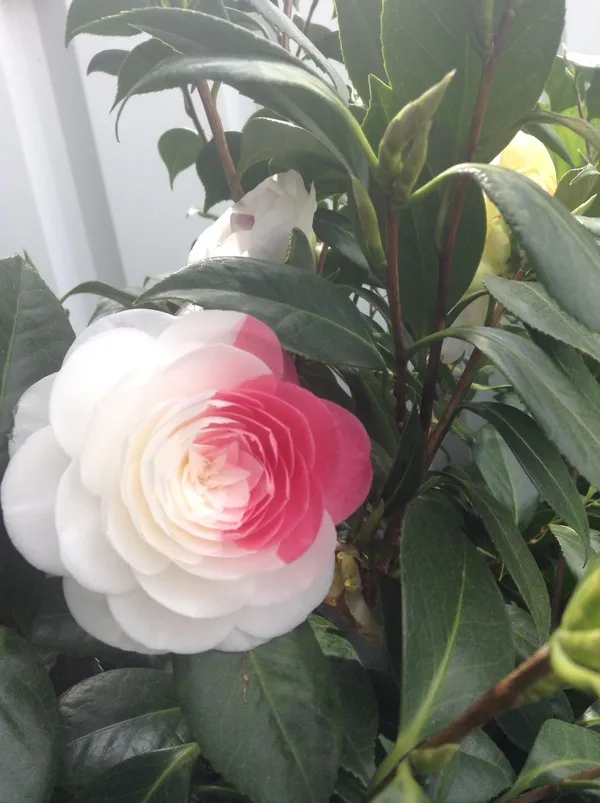 Premium_White_&_Red_Unick_Variety_Camellia_(Grafted)_Flower_Plant_For_Home_Garden_(Pack_Of_1)