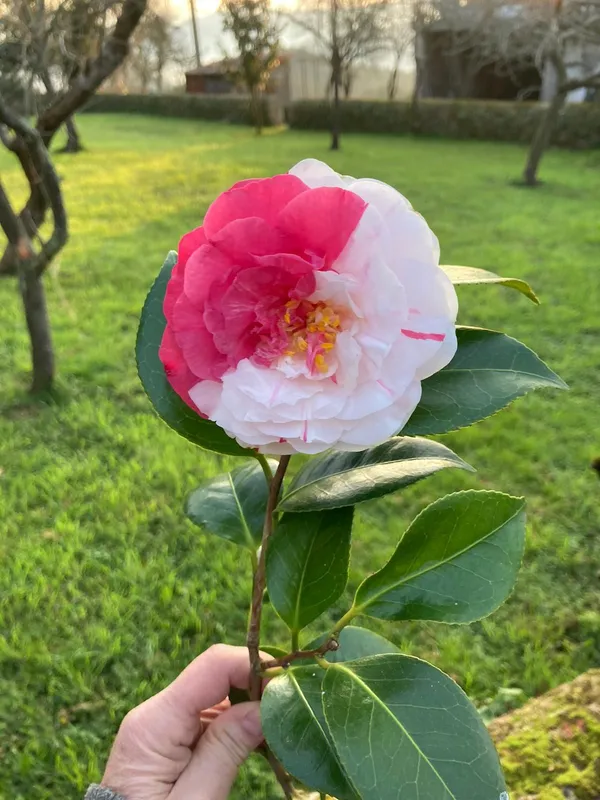 Premium_White_&_Red_Unick_Variety_Camellia_(Grafted)_Flower_Plant_For_Home_Garden_(Pack_Of_1)