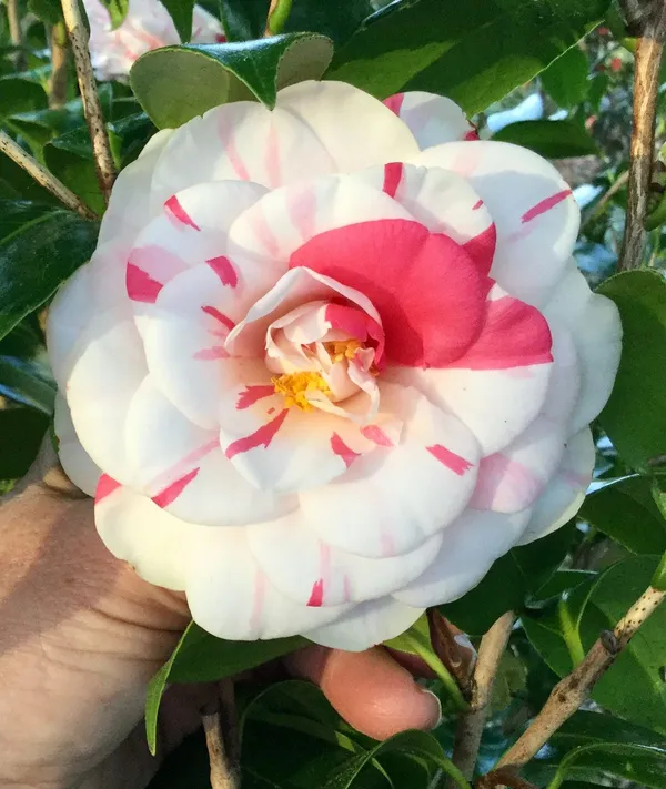 Premium_White_&_Red_Unick_Variety_Camellia_(Grafted)_Flower_Plant_For_Home_Garden_(Pack_Of_1)