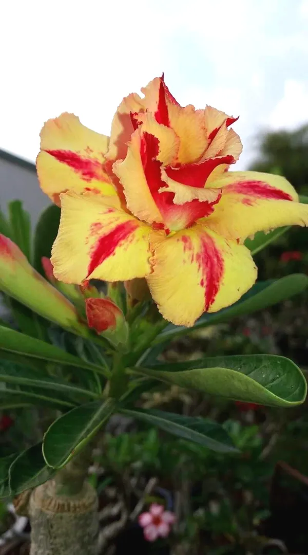 Rosey_Verity_Grafted_Adenium_Plant_(_Pack_of_1)_For_Enhance_Your_Home_Garden_Beauty