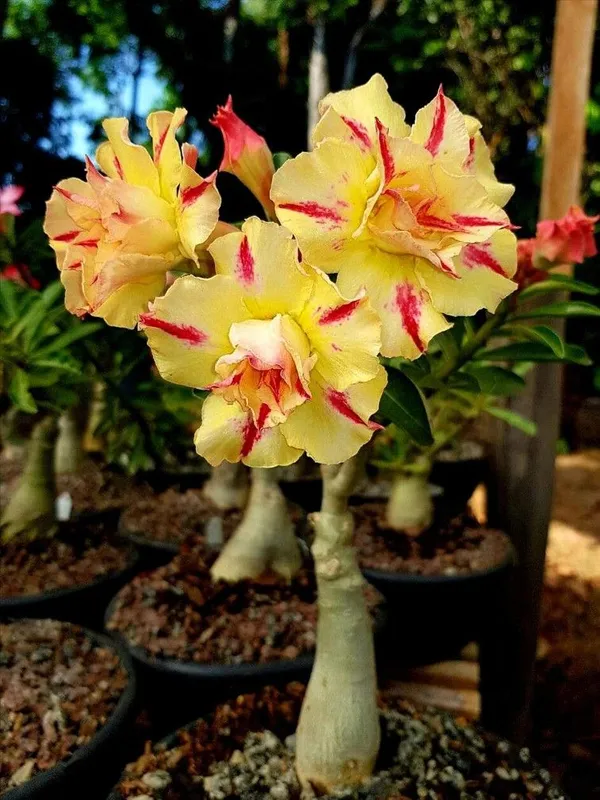 Rosey_Verity_Grafted_Adenium_Plant_(_Pack_of_1)_For_Enhance_Your_Home_Garden_Beauty