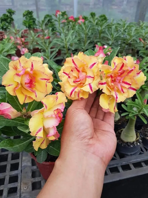 Rosey_Verity_Grafted_Adenium_Plant_(_Pack_of_1)_For_Enhance_Your_Home_Garden_Beauty