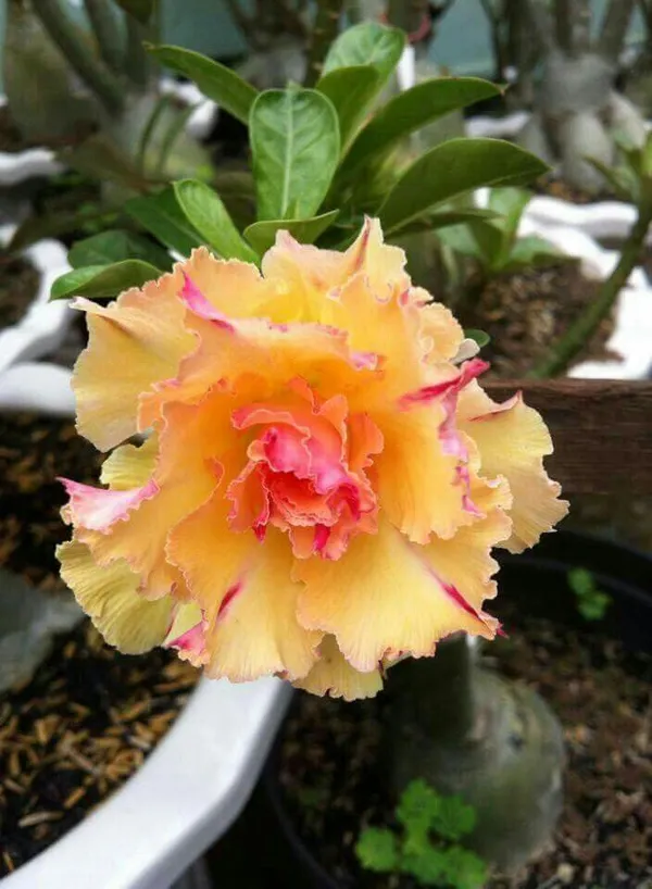 Rosey_Verity_Grafted_Adenium_Plant_(_Pack_of_1)_For_Enhance_Your_Home_Garden_Beauty