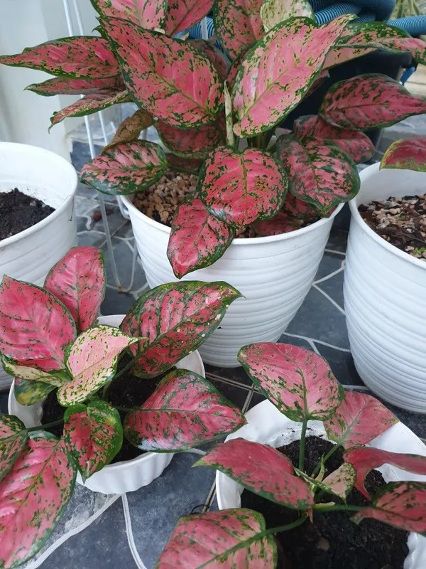 Aglaonema_Excellent_Air_Purifier_Indoor_Plant,_Pack_Of_1