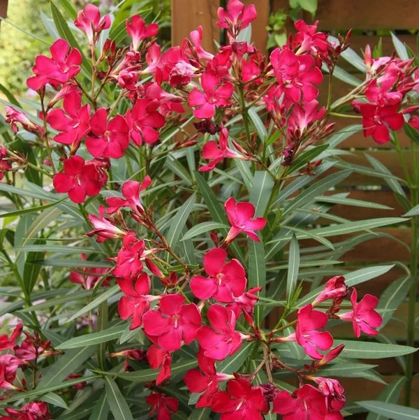 Oleander_Hardy_Red_Flower_Plant_For_Your_Sweet_Home_Garden_Decor/Shrub/Bush_(1.5-3.5_Ft_Height)_Pack_Of_1