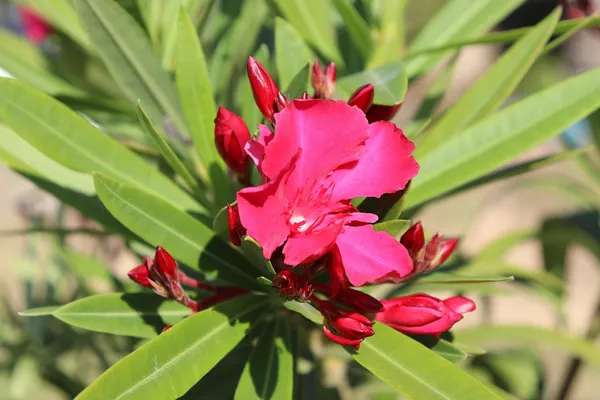 Oleander_Hardy_Red_Flower_Plant_For_Your_Sweet_Home_Garden_Decor/Shrub/Bush_(1.5-3.5_Ft_Height)_Pack_Of_1