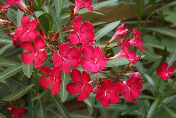 Oleander_Hardy_Red_Flower_Plant_For_Your_Sweet_Home_Garden_Decor/Shrub/Bush_(1.5-3.5_Ft_Height)_Pack_Of_1