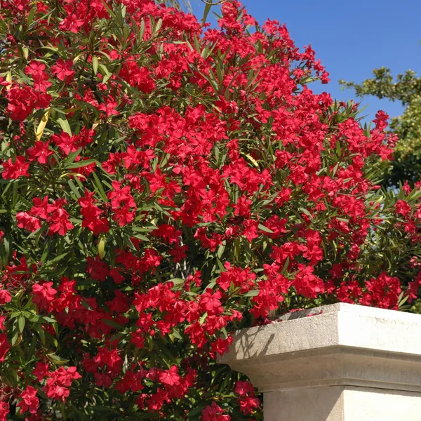 Oleander_Hardy_Red_Flower_Plant_For_Your_Sweet_Home_Garden_Decor/Shrub/Bush_(1.5-3.5_Ft_Height)_Pack_Of_1