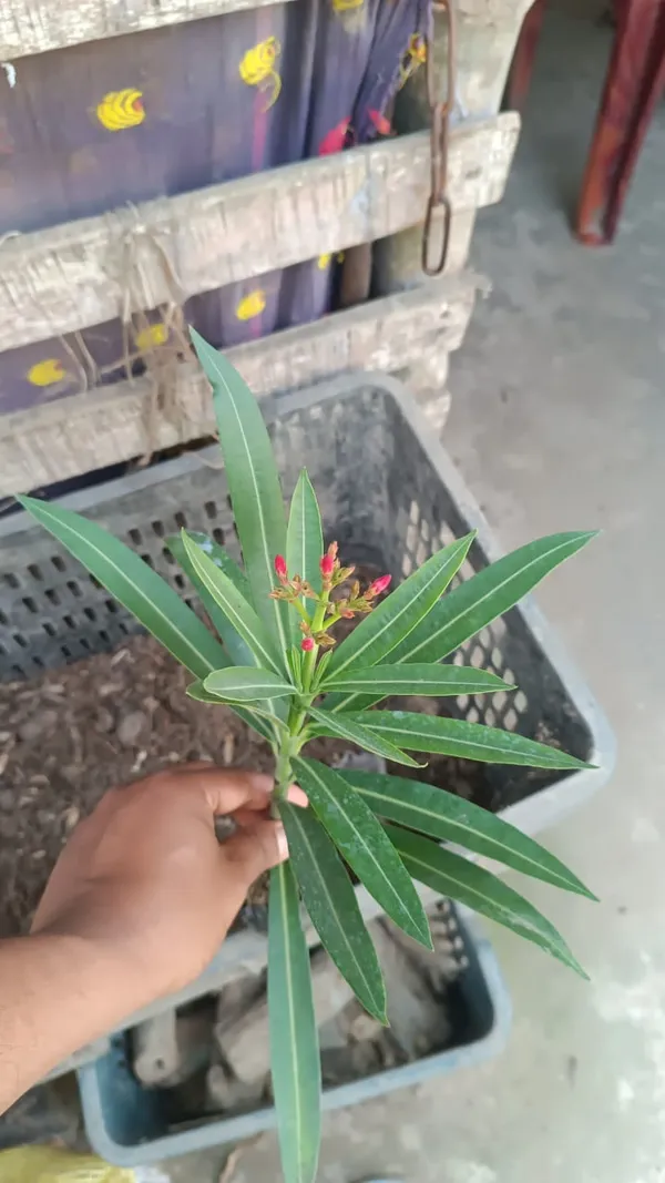 Oleander_Ready_To_Flower_Plant_&_Tree_For_Shrub/Bush/Home_Garden_(1.5-3.5_Ft_Height)_Pack_Of_1