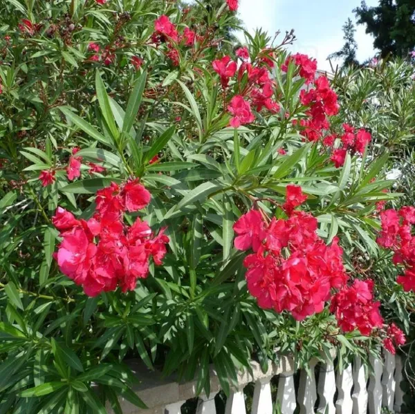 Oleander_Ready_To_Flower_Plant_&_Tree_For_Shrub/Bush/Home_Garden_(1.5-3.5_Ft_Height)_Pack_Of_1