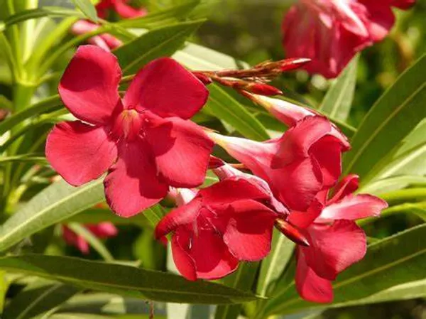 Oleander_Ready_To_Flower_Plant_&_Tree_For_Shrub/Bush/Home_Garden_(1.5-3.5_Ft_Height)_Pack_Of_1