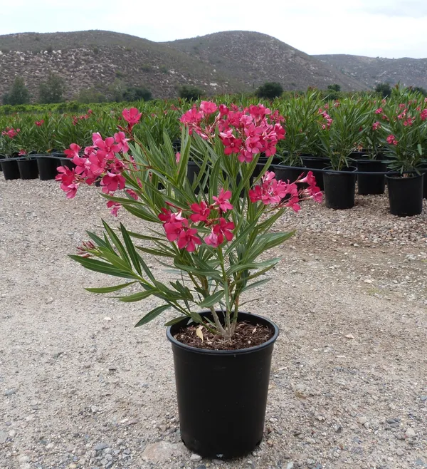 Oleander_Ready_To_Flower_Plant_&_Tree_For_Shrub/Bush/Home_Garden_(1.5-3.5_Ft_Height)_Pack_Of_1