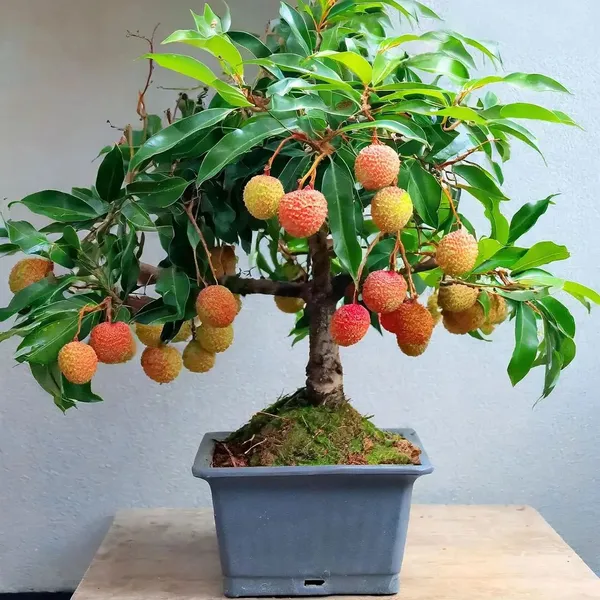 CHINA_3_Seedless_Litchi_Lychee_plant_Air_Layering__Variety_Litchi_Chinese's_Sweet_Tasty_Hybrid_Litchi__Plant_1.5-2_Ft