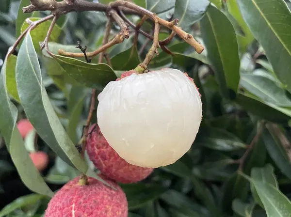 CHINA_3_Seedless_Litchi_Lychee_plant_Air_Layering__Variety_Litchi_Chinese's_Sweet_Tasty_Hybrid_Litchi__Plant_1.5-2_Ft