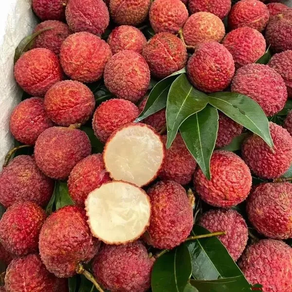 CHINA_3_Seedless_Litchi_Lychee_plant_Air_Layering__Variety_Litchi_Chinese's_Sweet_Tasty_Hybrid_Litchi__Plant_1.5-2_Ft