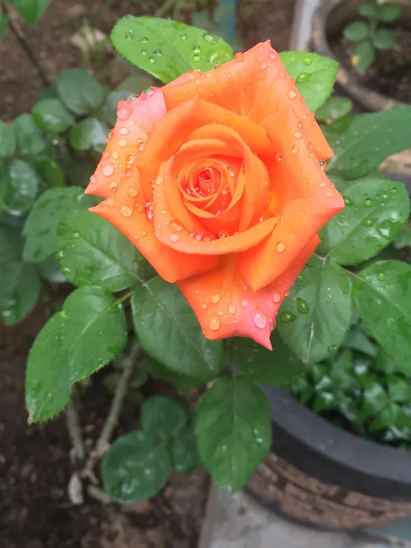 Orange_Rose_Flower_Plant–_Low-Maintenance_Flowering_Plant_for_Pots,_Terrace_&_Outdoor_Garden