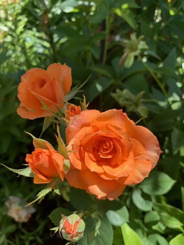 Orange_Rose_Flower_Plant–_Low-Maintenance_Flowering_Plant_for_Pots,_Terrace_&_Outdoor_Garden